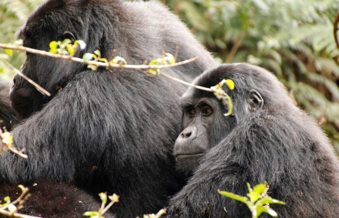Gorillas – Bwindi Impenetrable Forest – Uganda